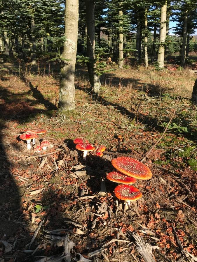 Landhaus Silbach Winterberg Bagian luar foto