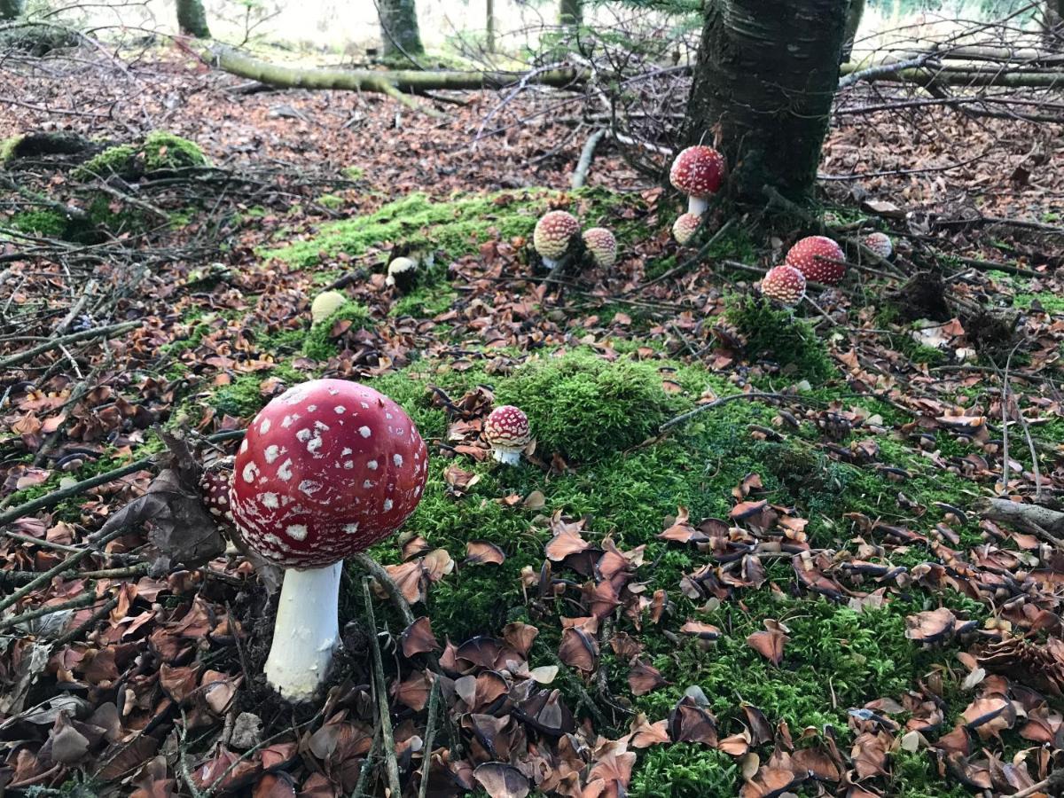 Landhaus Silbach Winterberg Bagian luar foto